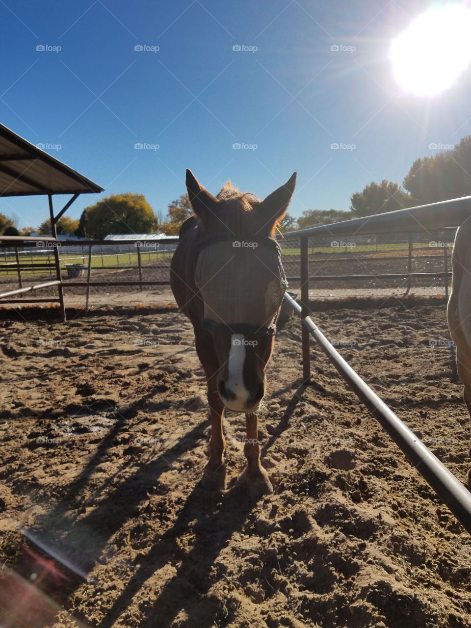 Masked Horse