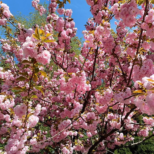 Sakura in bloom