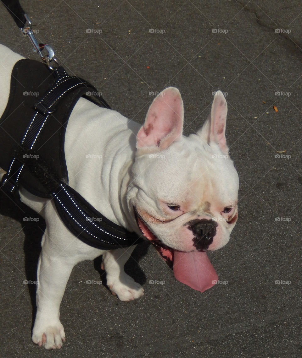 Bull dog with tongue sticking out