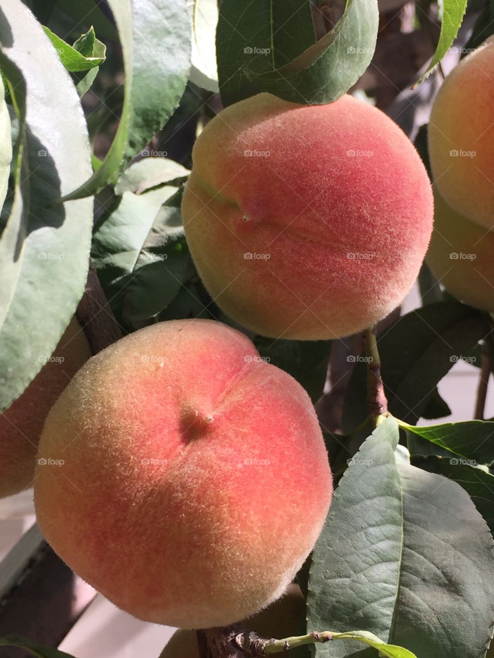 Peach