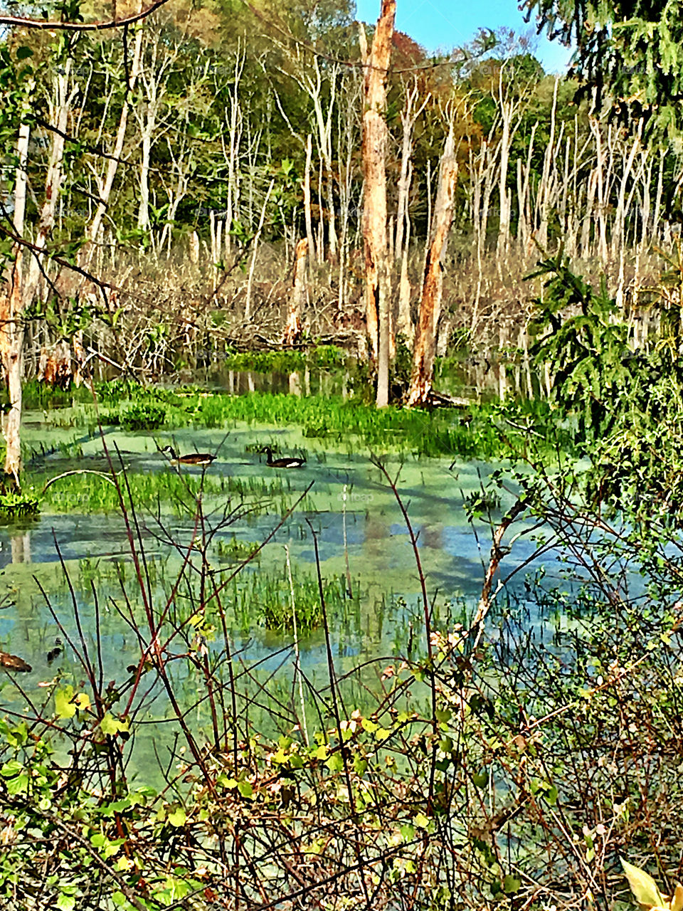 "Swamp Life" - After a period of rain & flooding, this swamp or marsh overflowed, transforming the woodlands to wetlands. It was a hodgepodge of dead trees, floating logs, algae, swimming ducks, leaves & twigs, sticks, green flora & wildlife.