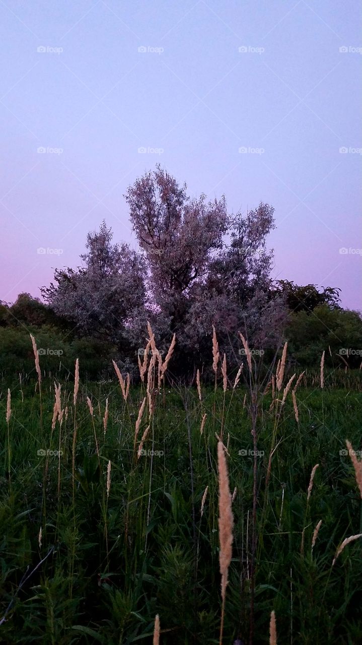 Field of sunset