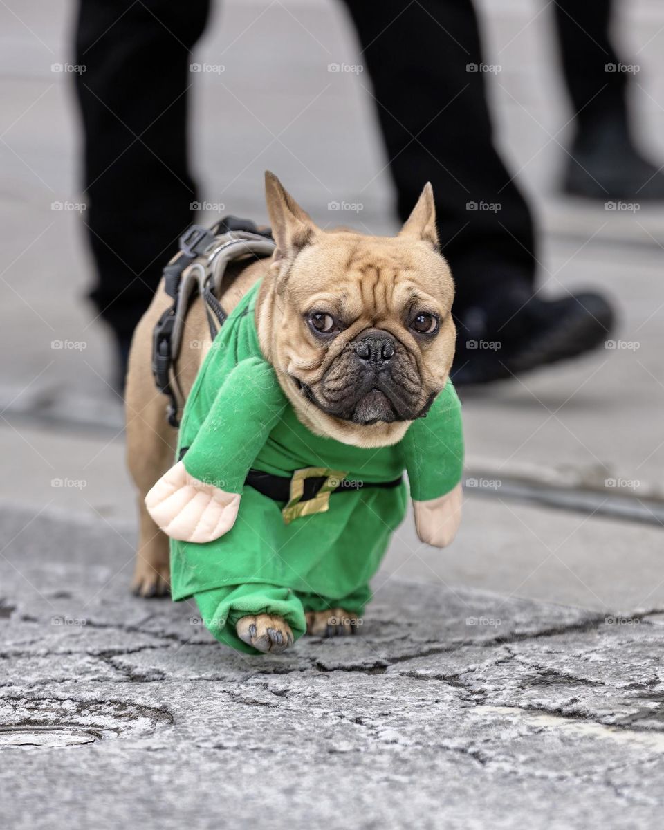 A French bulldog walking in a st Patrick’s day parade wearing a festive funny green costume