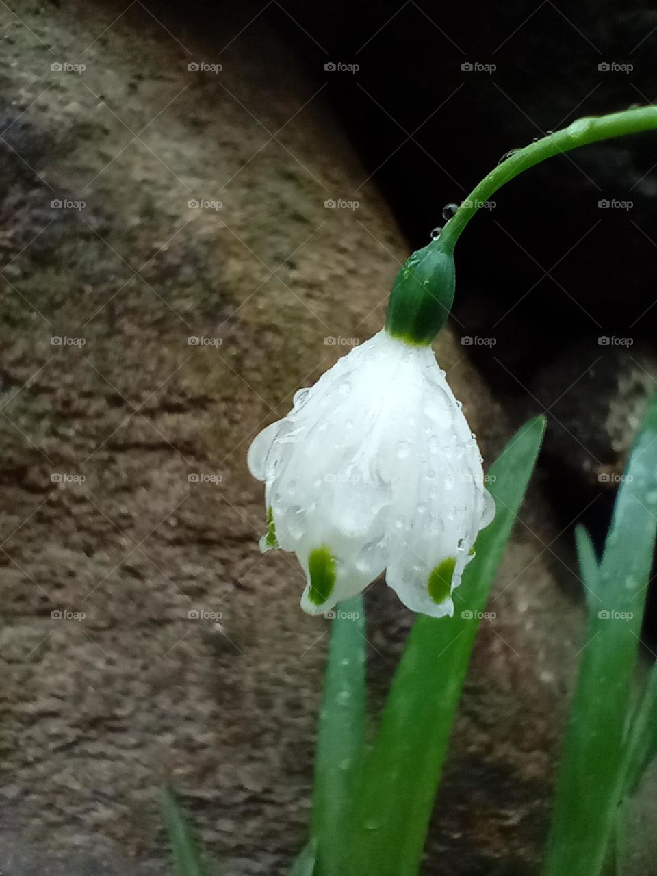 white flower with raindrops