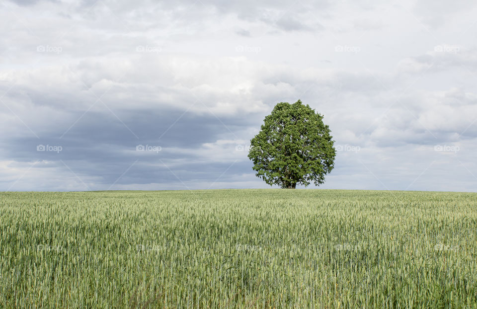 Single tree in the field