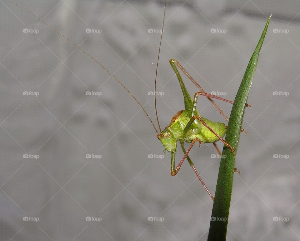 Grasshopper No 2