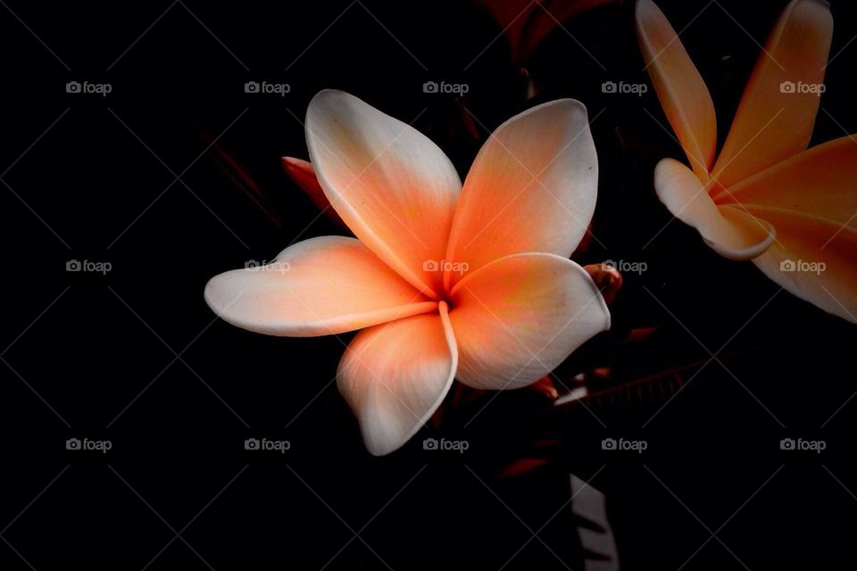Hawaiian flower