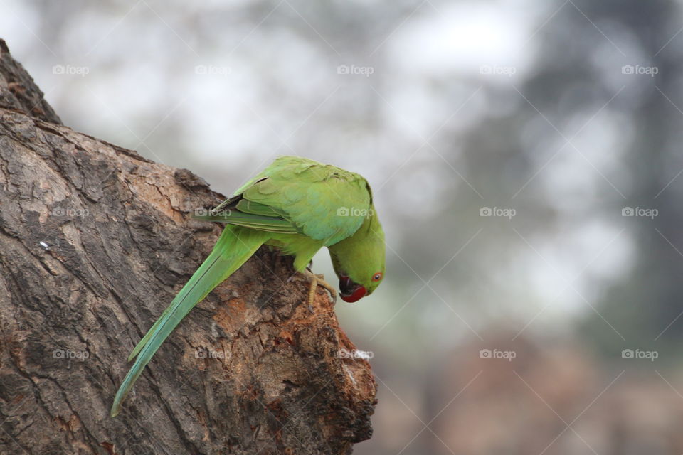 Parrot 
A green parŕot looking at a hole in tree.