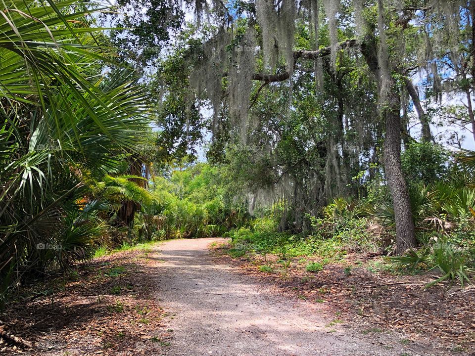 Trail through the oaks dripping in silver moss.