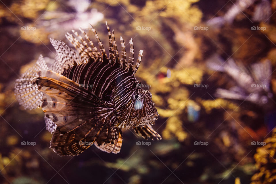 Unique fish what is it?