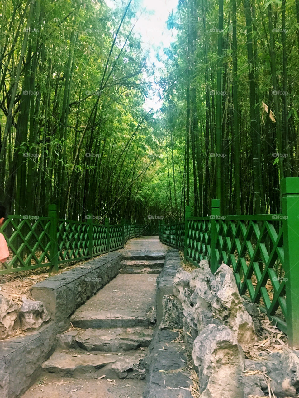 Bamboo trail