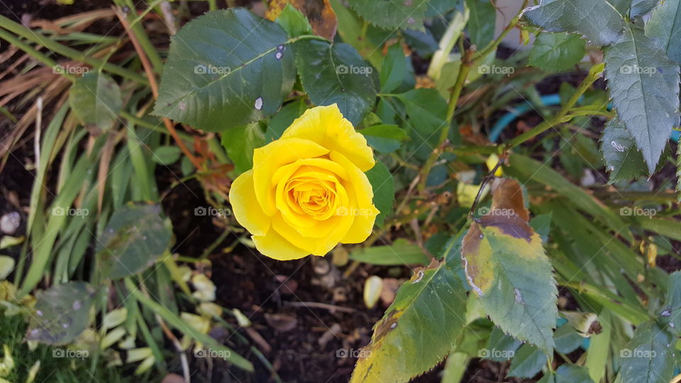 yellow rose