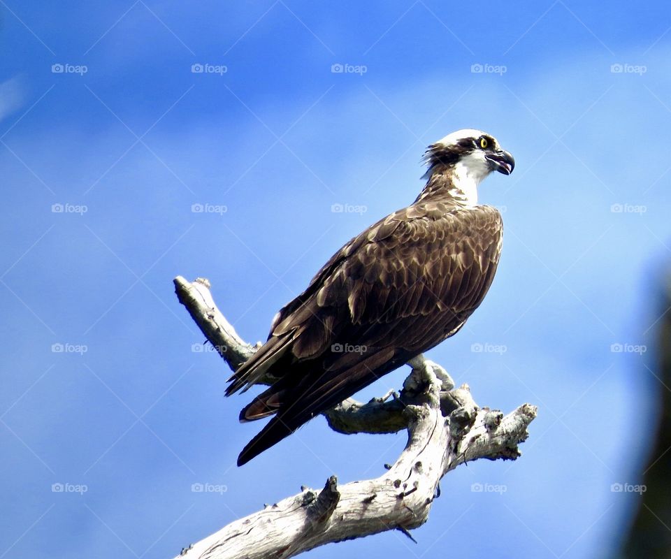 Osprey searching for fish
