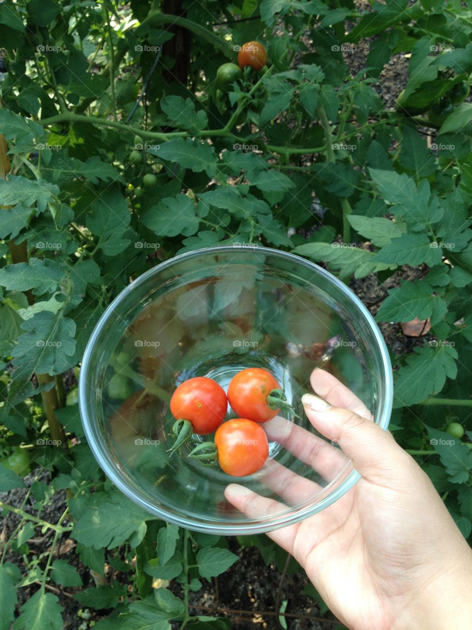 Tomato harvest from a summer garden. 