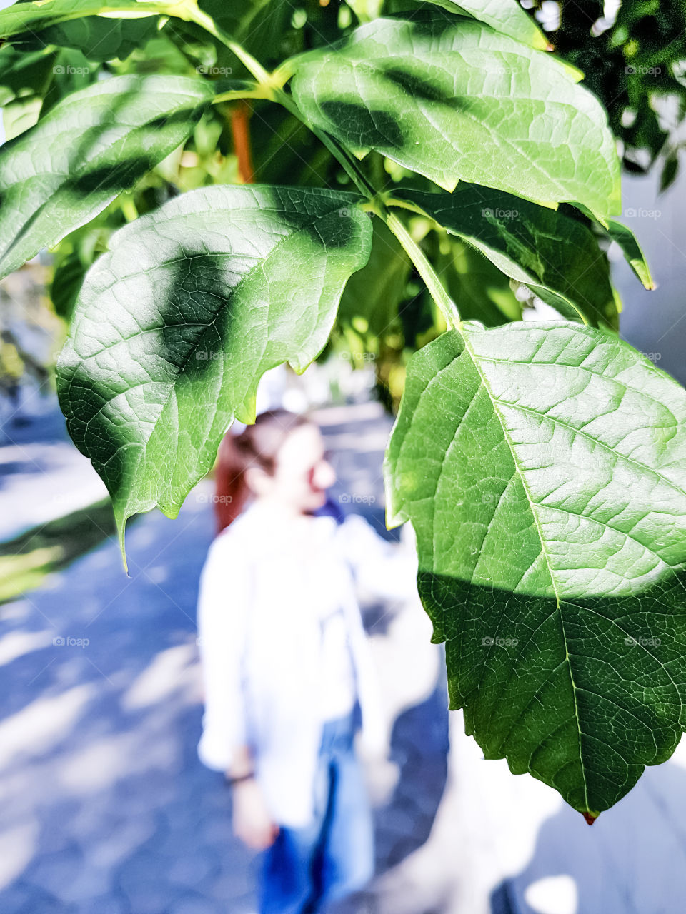 Selective focus on the green leaf in sunny day and one blurred person in background.