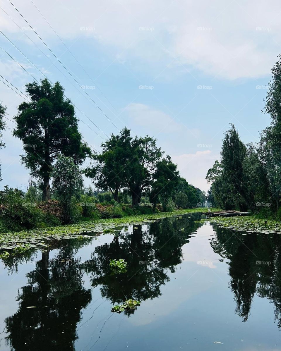 Trees in water