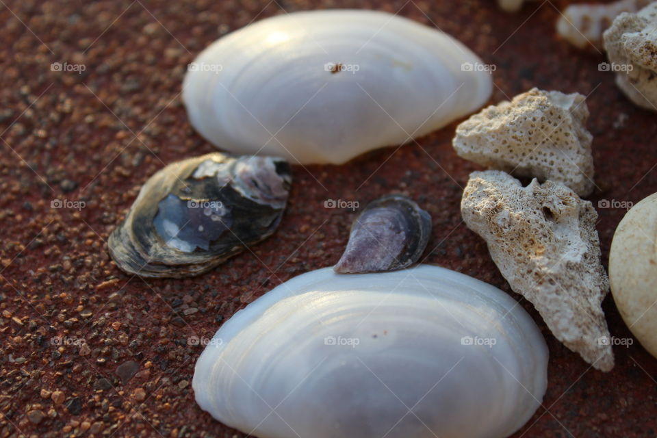High angle view of scallop shells