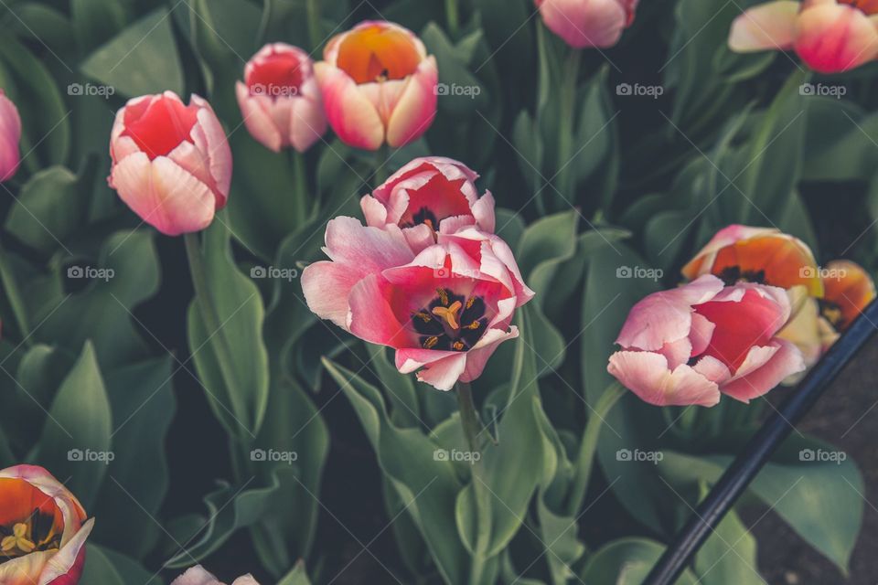 Pink Tulips