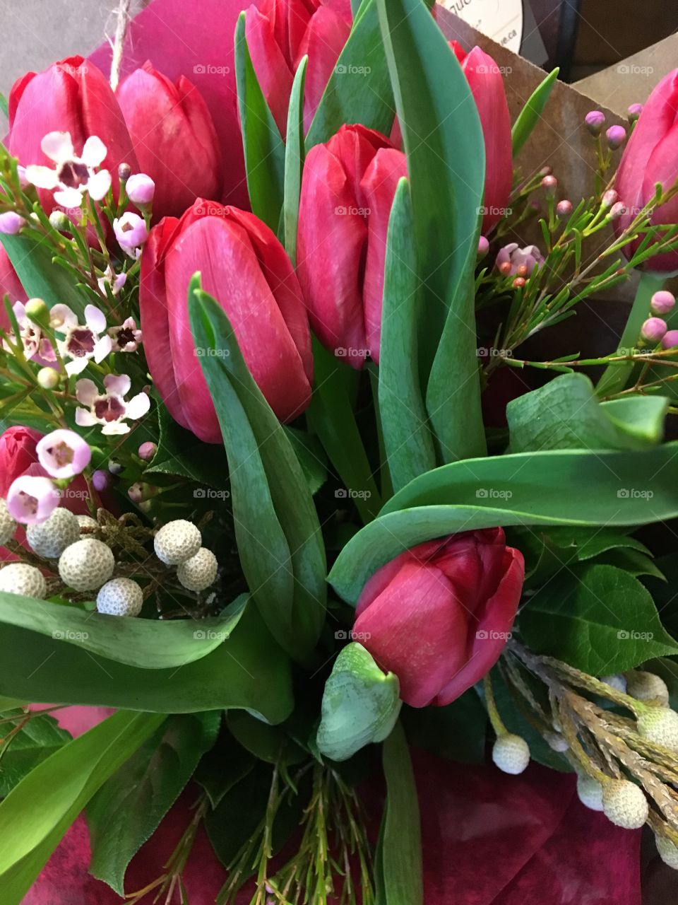 Tulips 