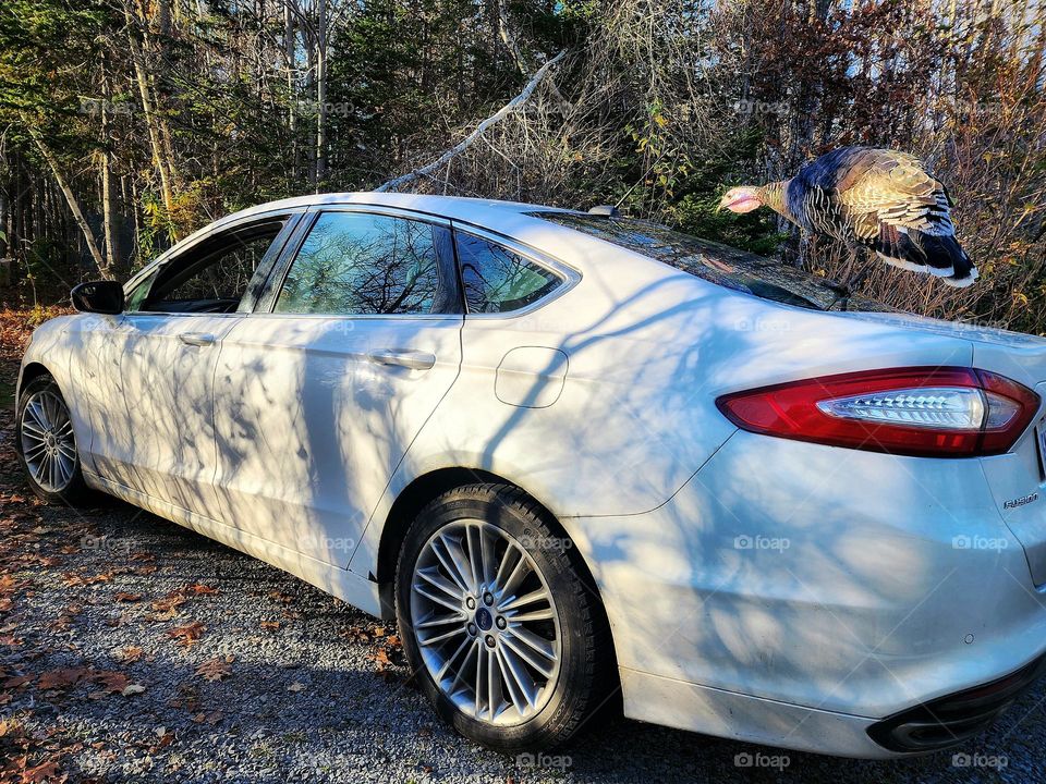 Ford Fusion parked amongst the trees.