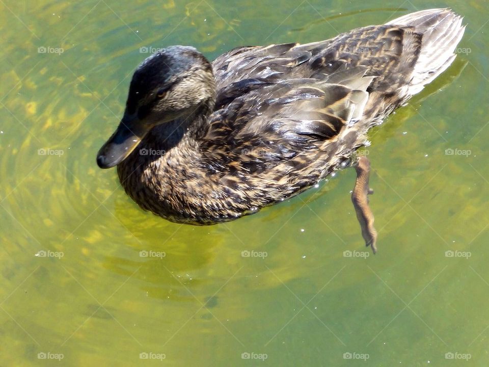 High angle view of duck