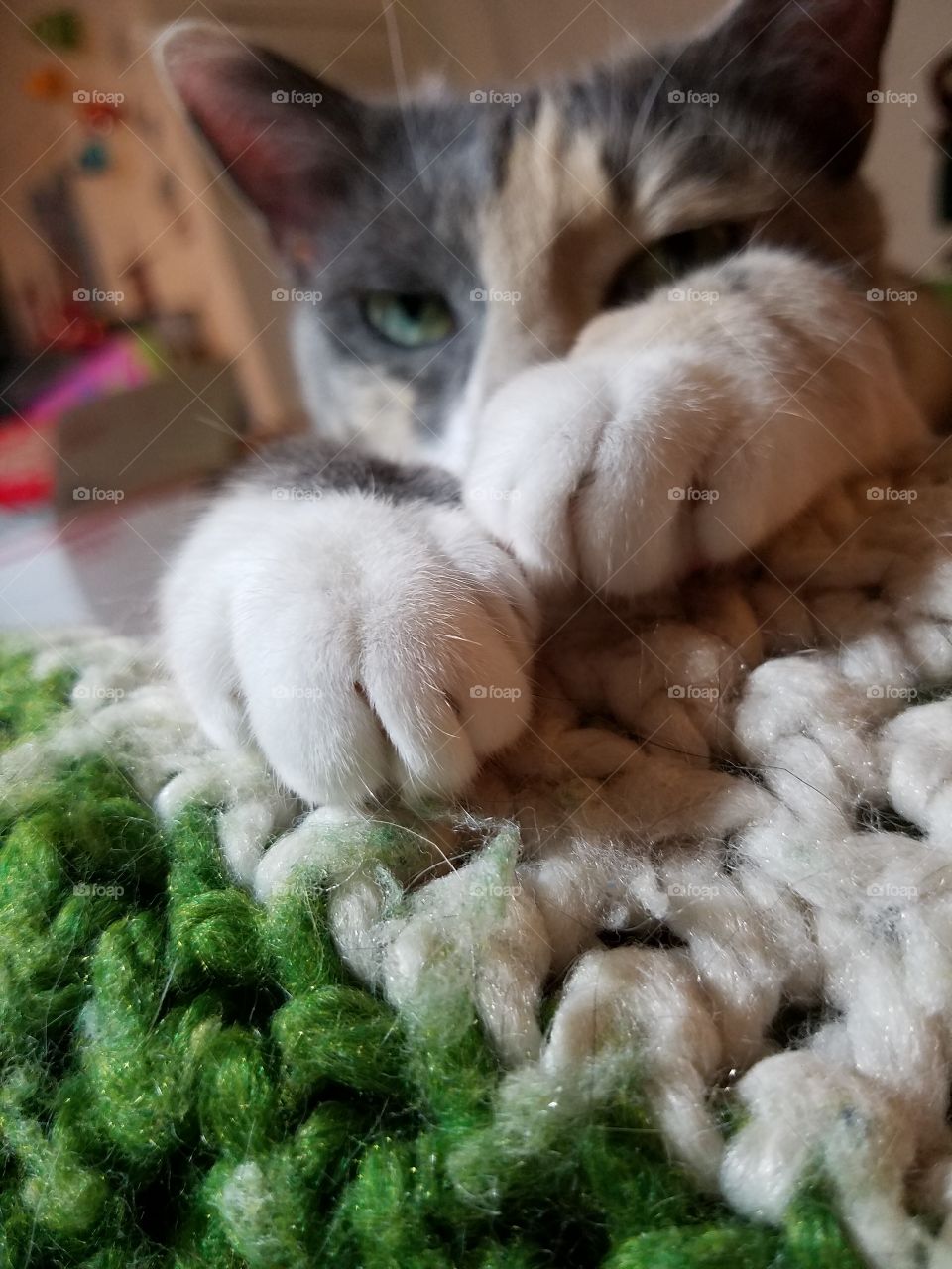 Cat Napping with Hepburn
