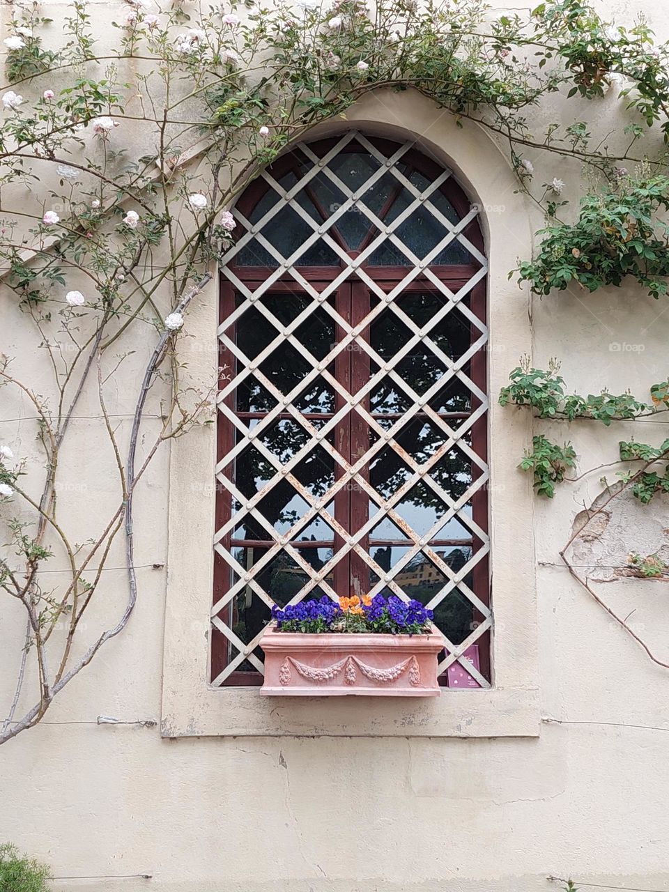 View of an old window decorated with a pot flowers and a decorative white creeper rose on the wall