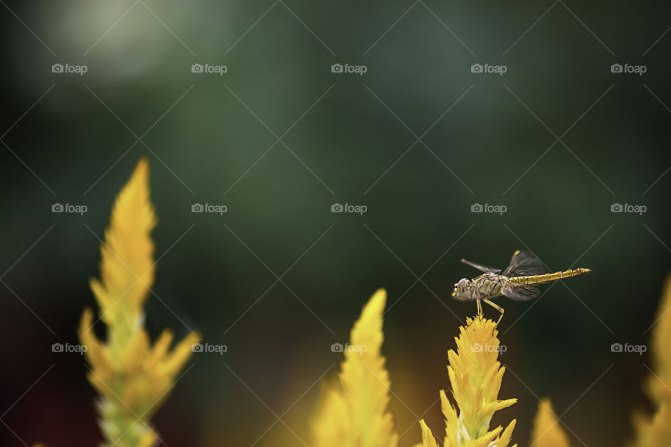 The dragonfly on Celosia argentea L. cv. Plumosa flower in garden