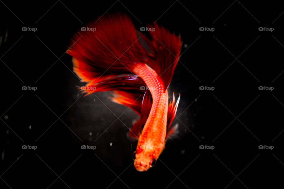 betta fish