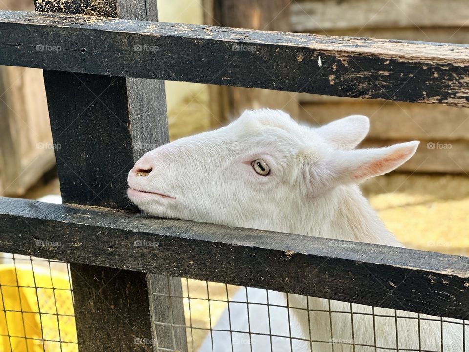 Mountain goat in the farm.