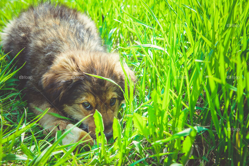 Little puppy lying on grass