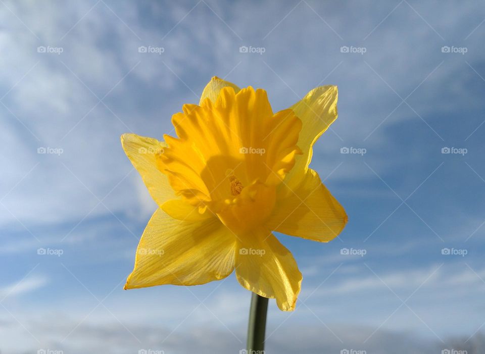 Spring time 💛 Yellow flower💛 Plant and sky💙💛