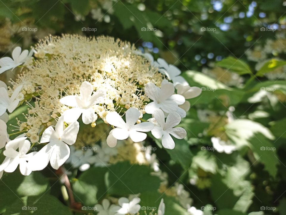 Viburnum opulus, the guelder-rose or guelder rose is a species of flowering plant in the family Adoxaceae (formerly Caprifoliaceae)