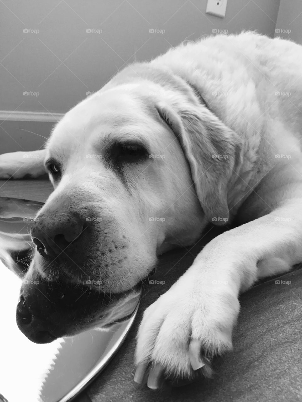 Lucy having her afternoon nap