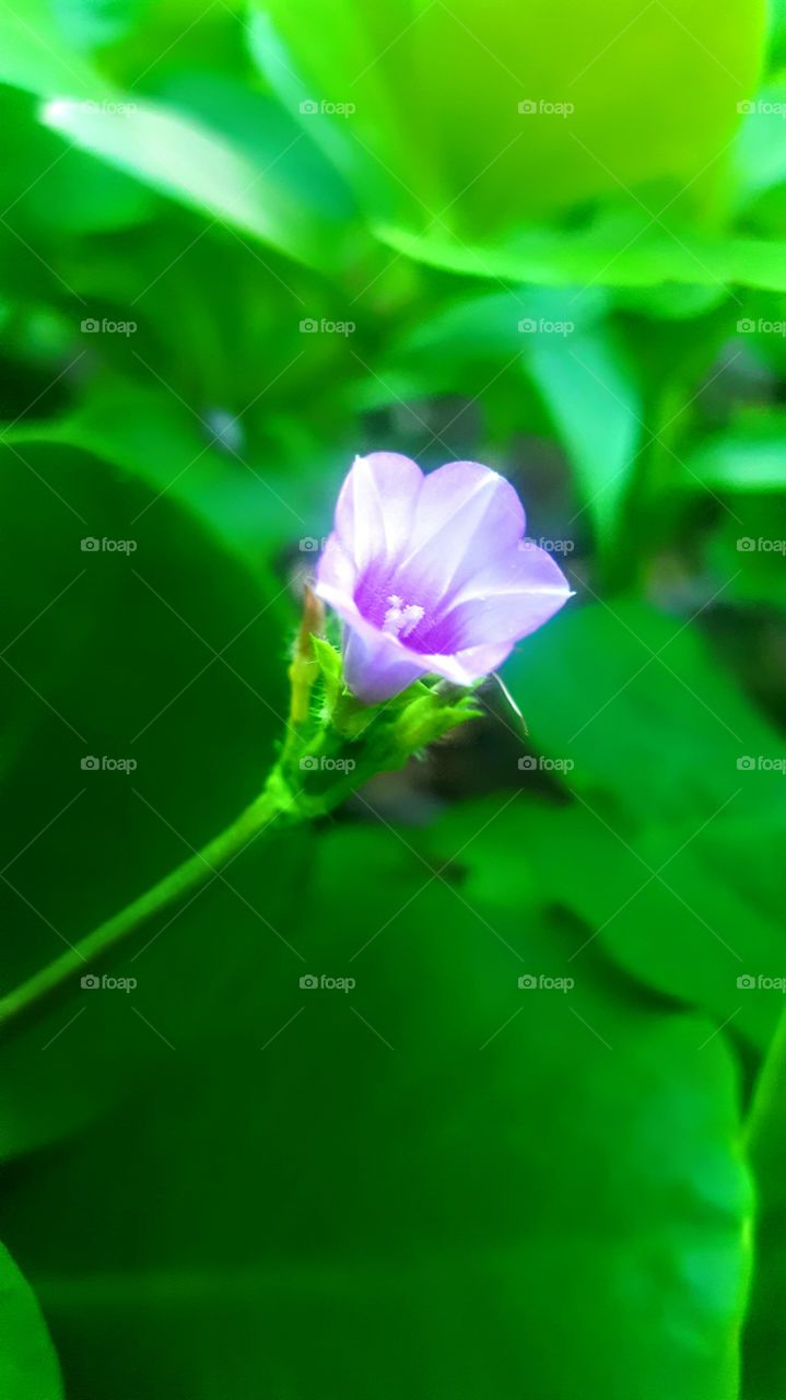 macro image of purple vine flower.