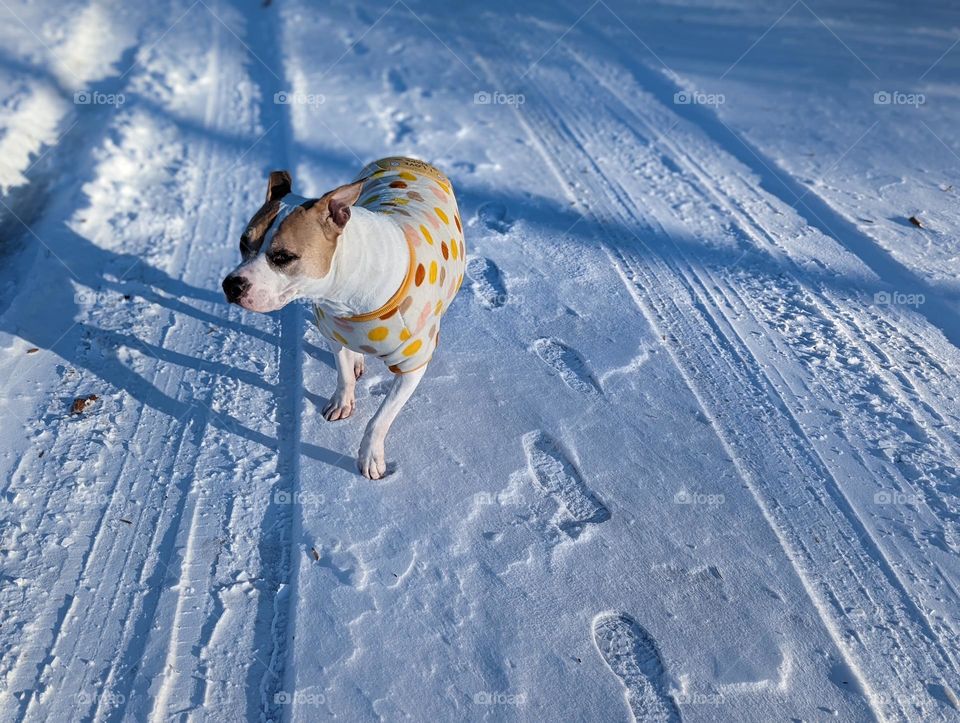 Dog in pajamas running on a snowy road. Pit bull enjoying the cold winter.