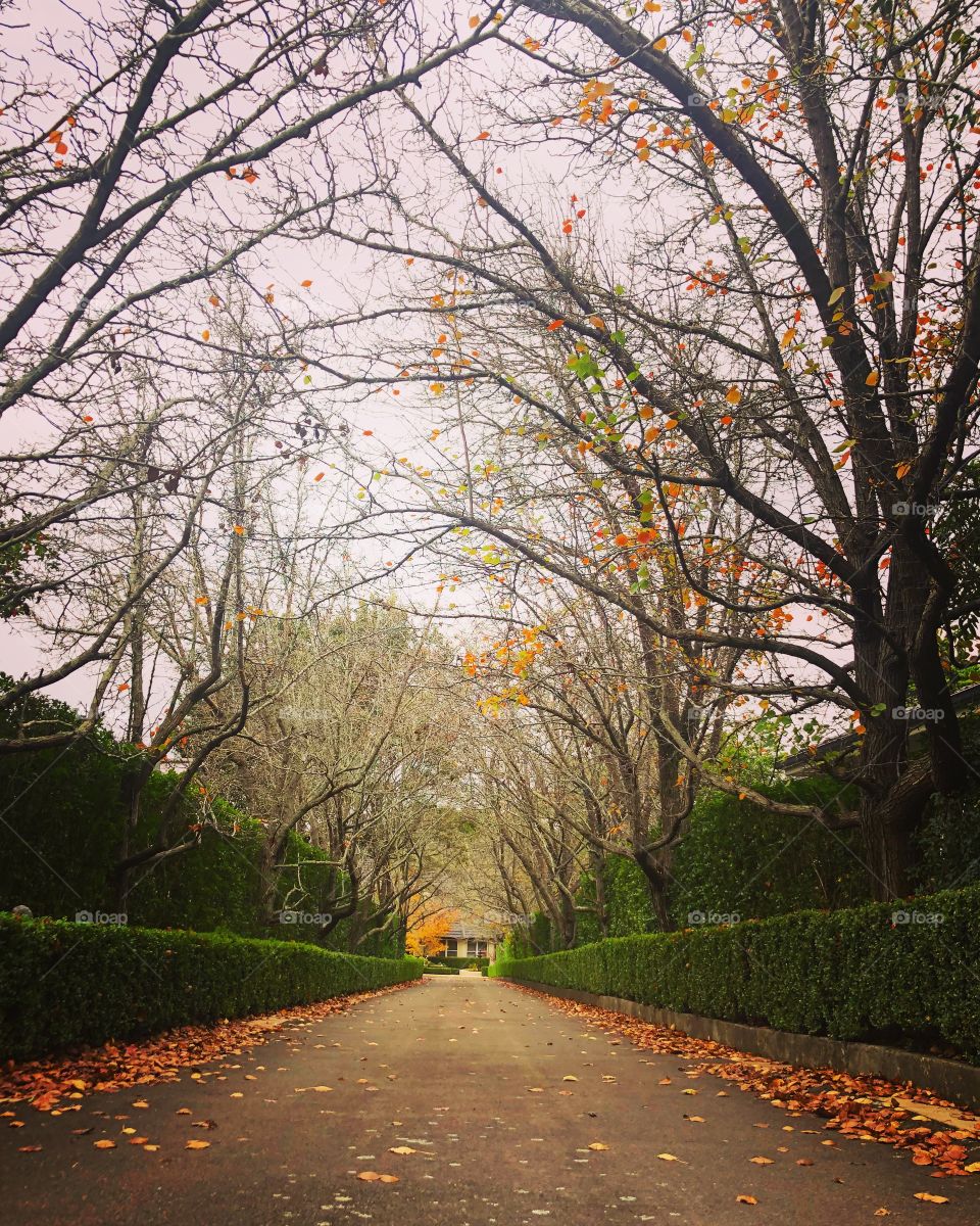Perspective - a tree lined driveway in winter