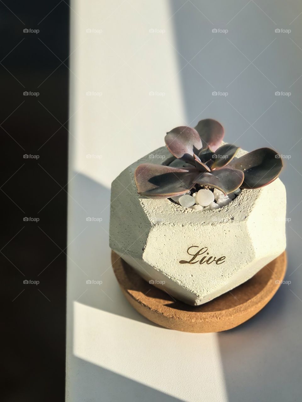 Succulent in the spring sunlight 