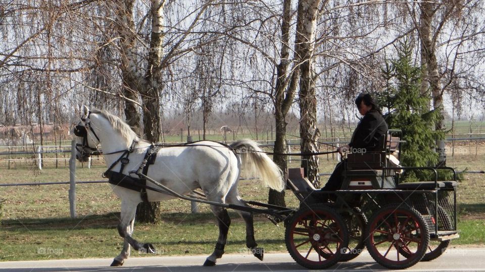Carriage with horses in the woods