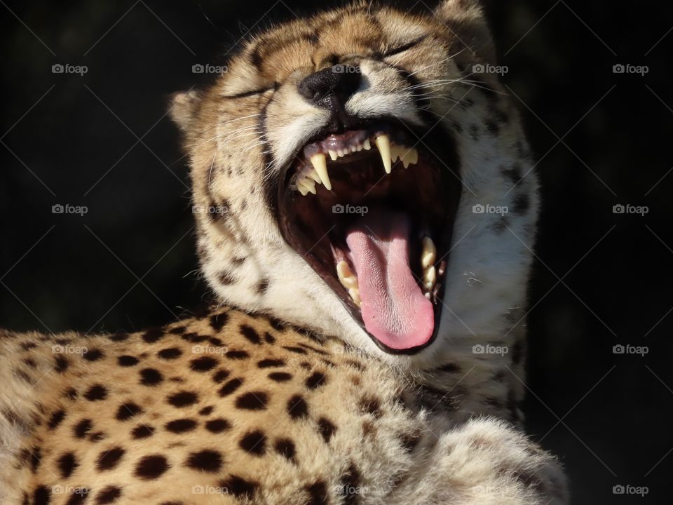 Cheetah yawning, flashing its sharp teeth.