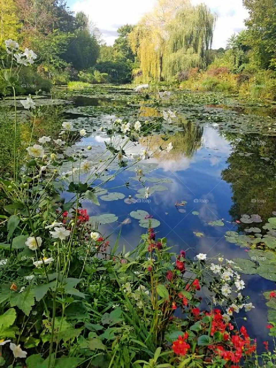 Pond, garden, peaceful