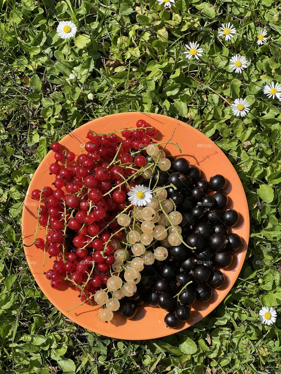 Nice Sunny summer day. Delicious garden berries. Red, white, black currant. Summer mood. Authentic mobile photography.