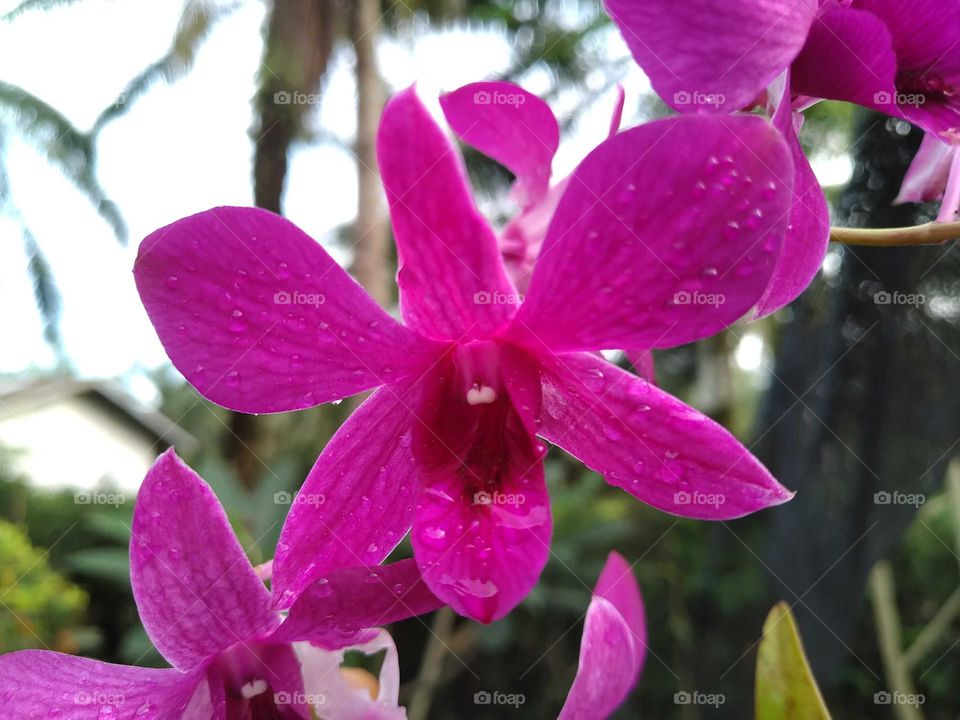 Beautiful blooming pink orchids