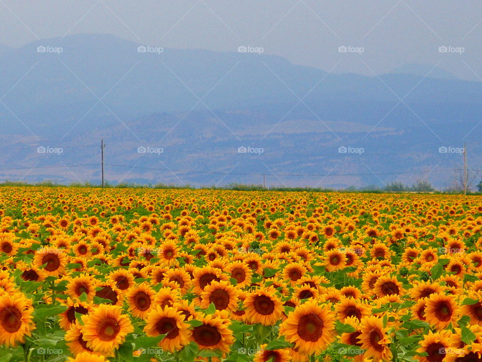 Field of Gold