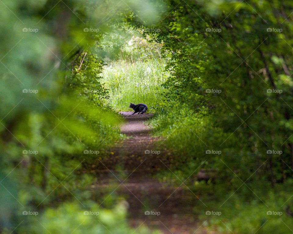 A cat at the end of the tunnel made of trees