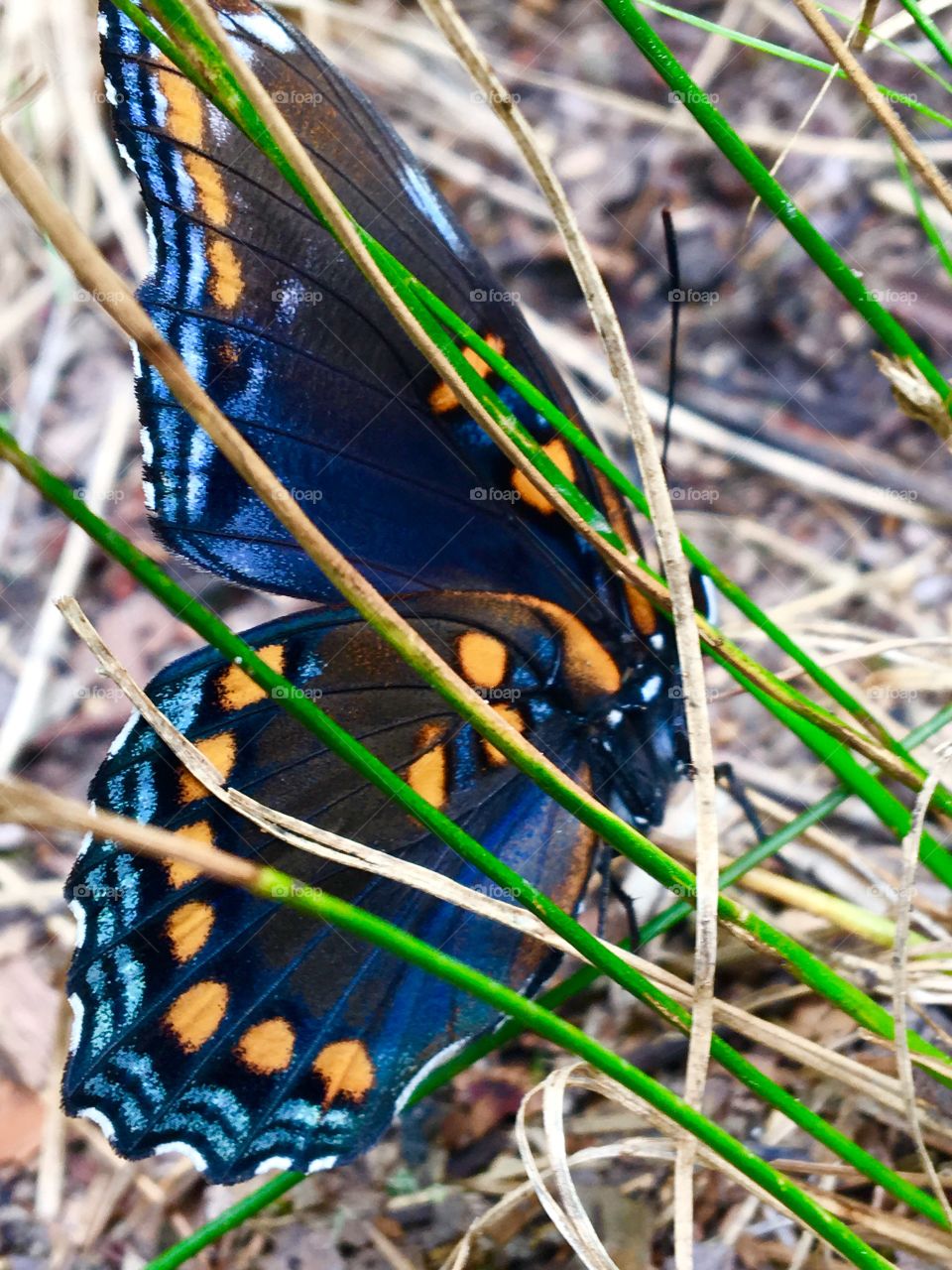 Up close and personal with a beautiful, one winged butterfly 