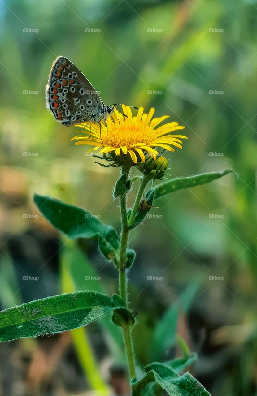 A butterfly on a dandelion