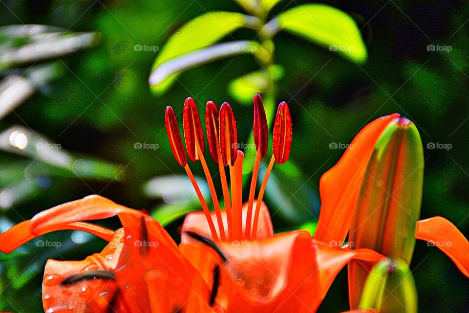 Tiger lily 4