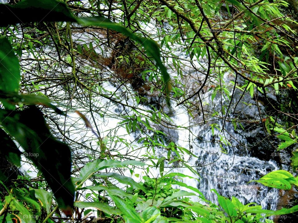 Early in morning a Snap of a Waterfall through the branches