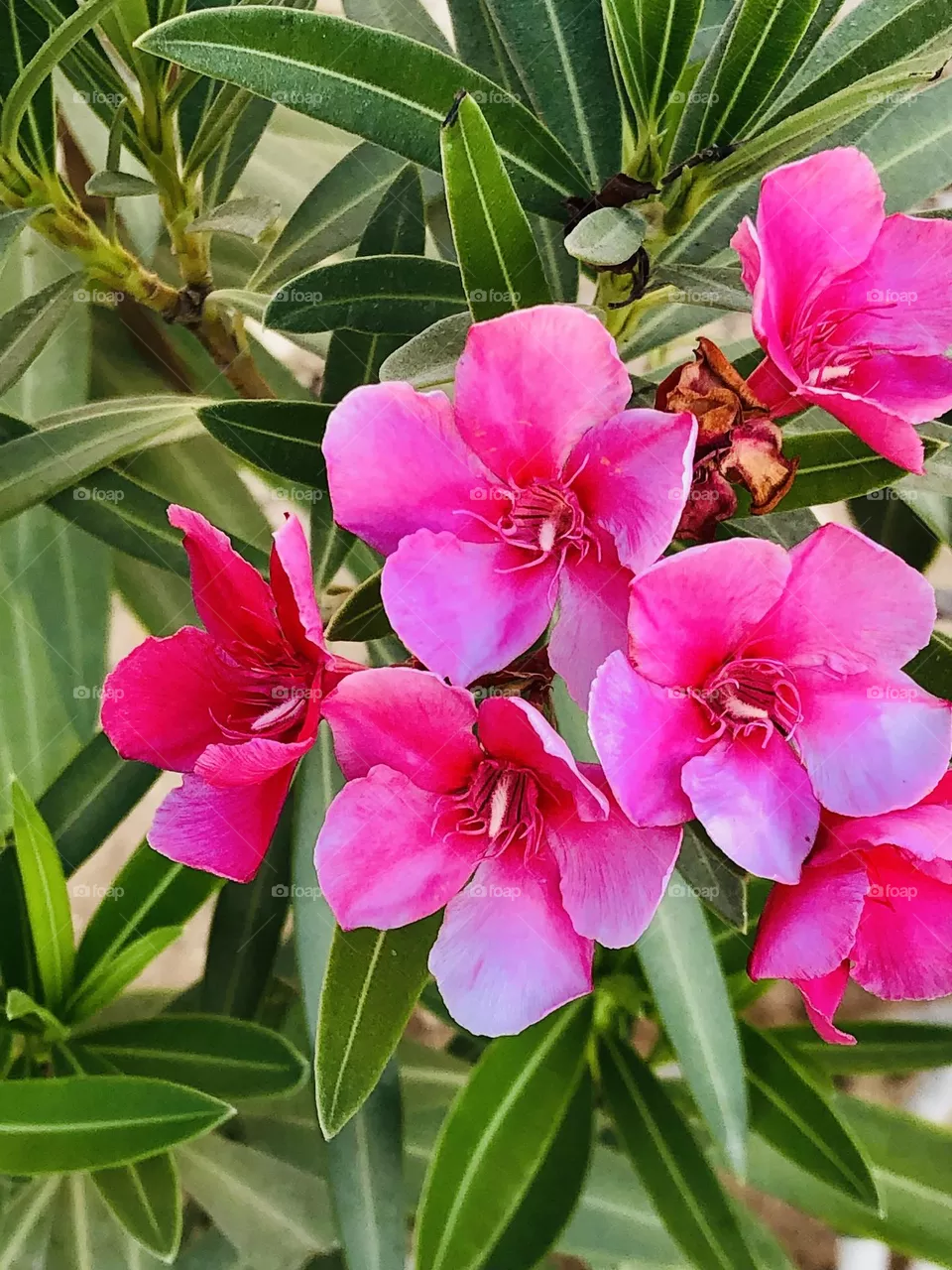 Fiori 